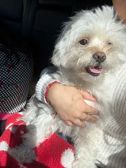 TOBY IS MISSING IN UNION CITY, NJ: Last seen at Bostwick and Wilkinson Avenues. He's chipped:
985141007883694 and 10 pounds. If you've seen or found him please call 888-466-3242 and PLEASE RT TOBY!