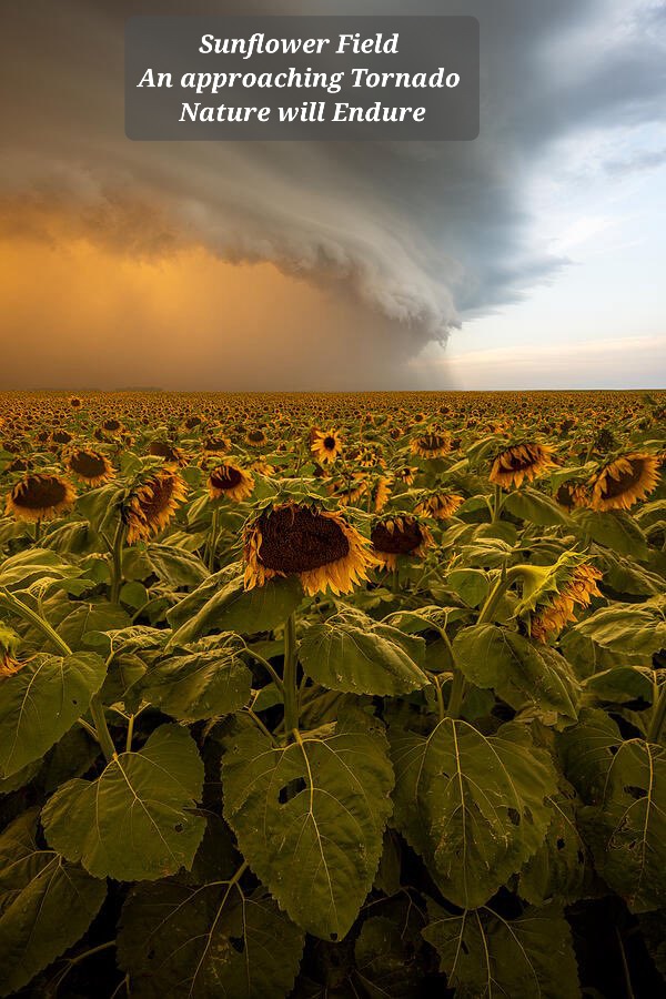 #OnePicPoetry #DailyhaikuPrompt
Sunflower Field 
An approaching Tornado 
Nature will Endure
Photo: Aaron J Groen