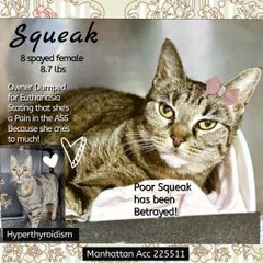 Betrayed "Squeak" was tossed away
to NYC ACC just like garbage I have to say!
Deaf she is &amp; has hyperthyroidism too
but a deaf cat would do fine with you!
Adopt this sweet senior girl if you may
&amp; pledge to save her from the fray!
* &amp; see her video below this very day!
VERY