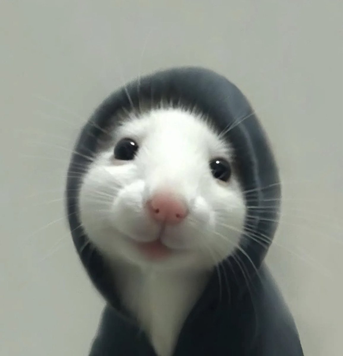 💖 (@twaniimals) on Twitter photo 