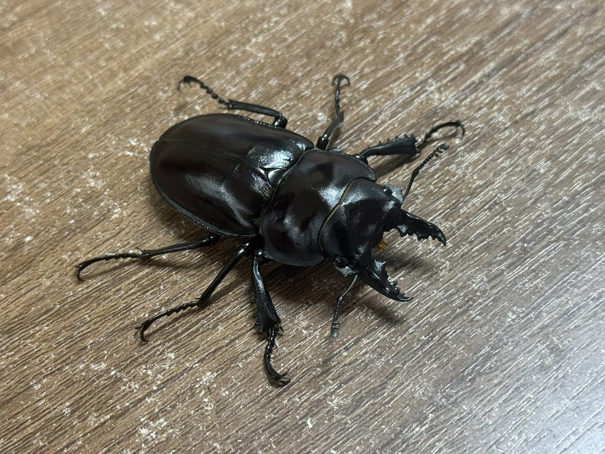 INSECT JOKER official インセクト ジョーカー on X