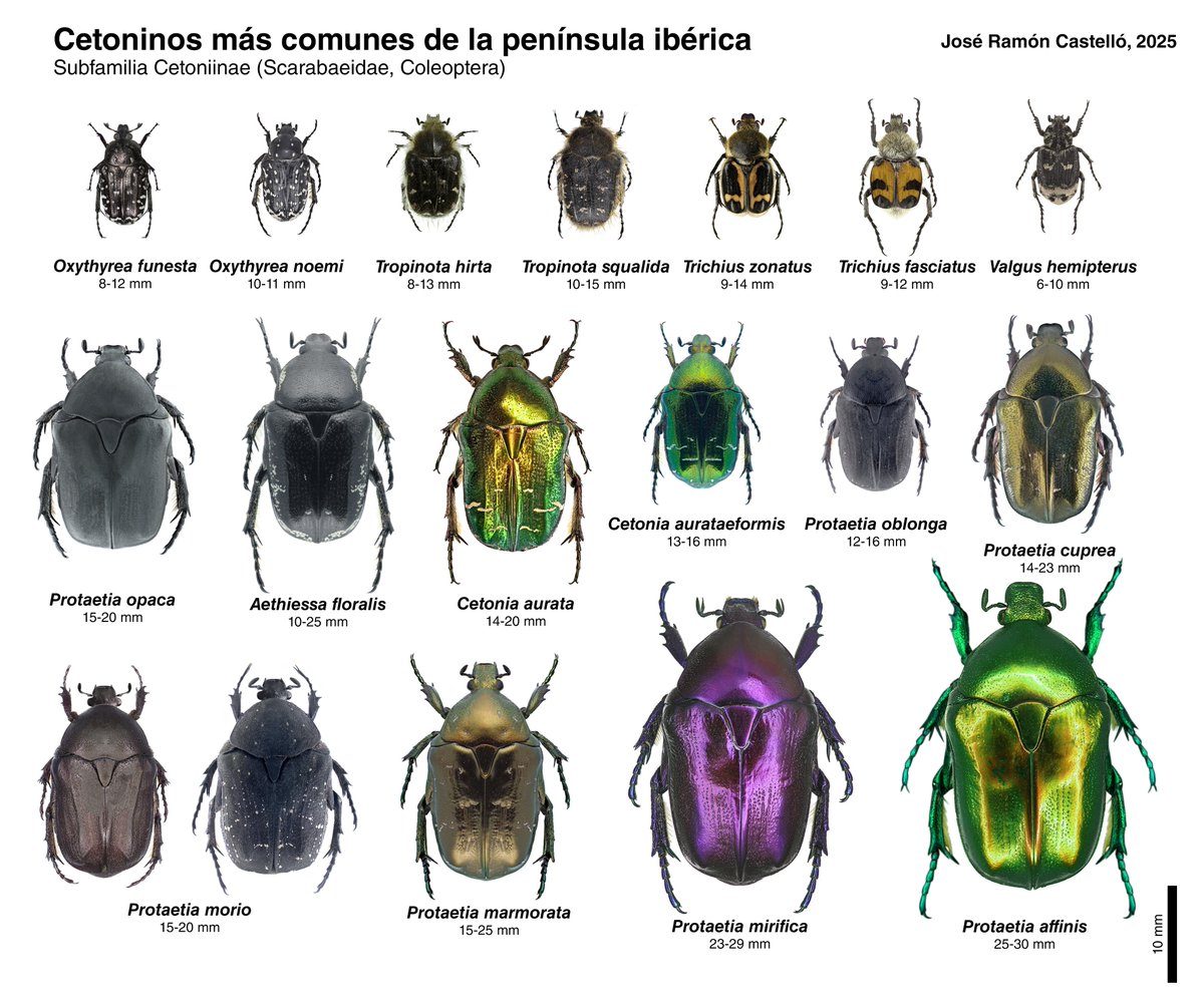 Cetoninos (Cetoniinae, Scarabeidae, Coleóptera) más comunes de la península ibérica. Se incluye también Protaetia mirifica, una especie amenazada y quizás el cetónido más llamativo de la fauna europea occidental. Las larvas...