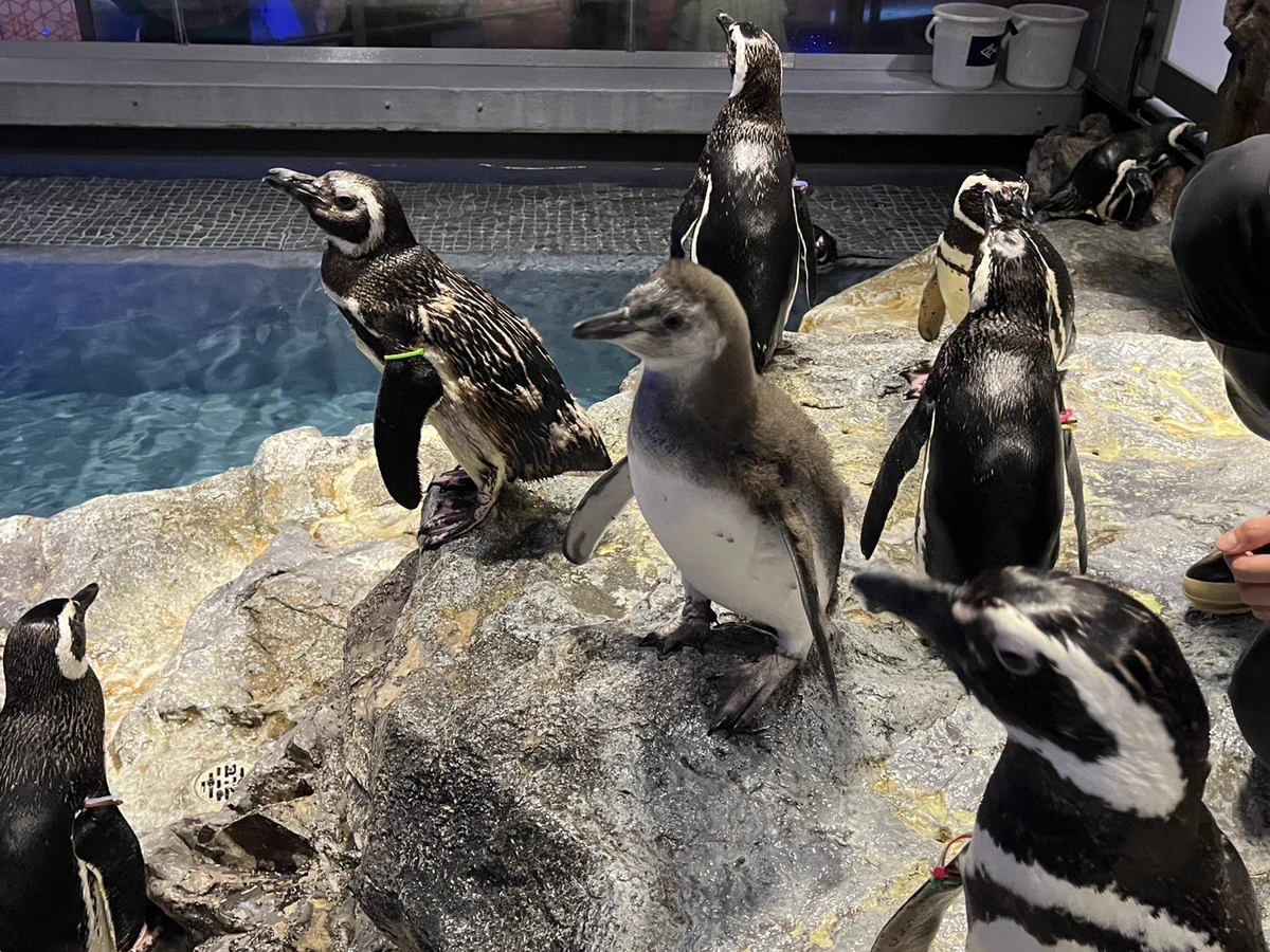 すみだ水族館【公式】 on X: 