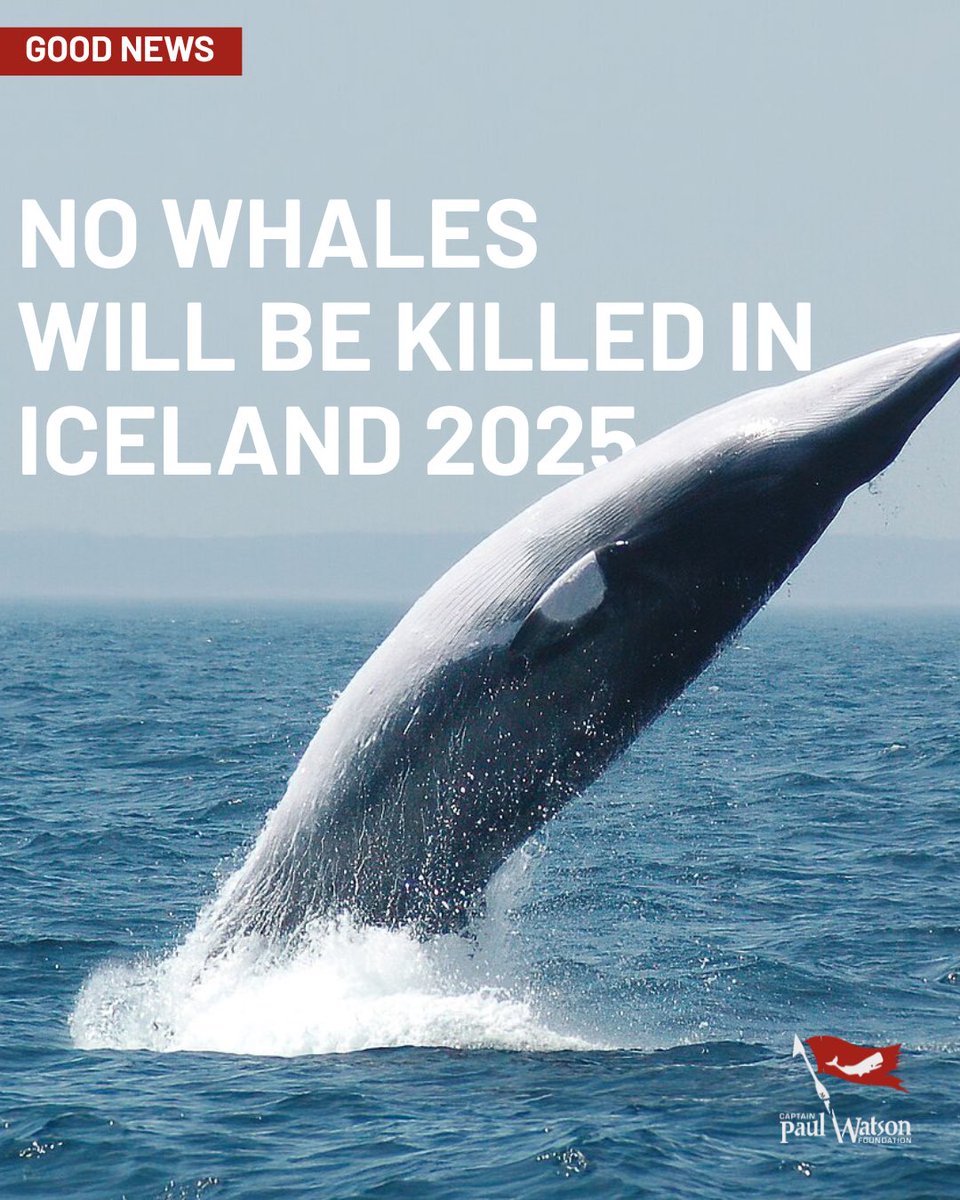 CaptPaulWatson's tweet image. No whales will be killed in Iceland this year!!