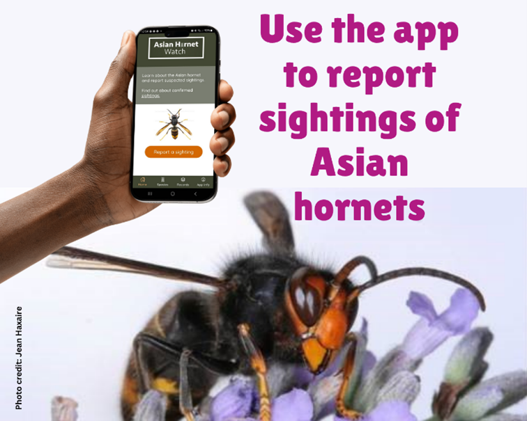 This #InsectWeek report any sightings of the Asian hornet using the Asian Hornet Watch App with a photograph
🔗brc.ac.uk/app/asian-horn…

#StandTallForTheSmall
#LittleThingsThatRunTheWorld
#citizenscience
