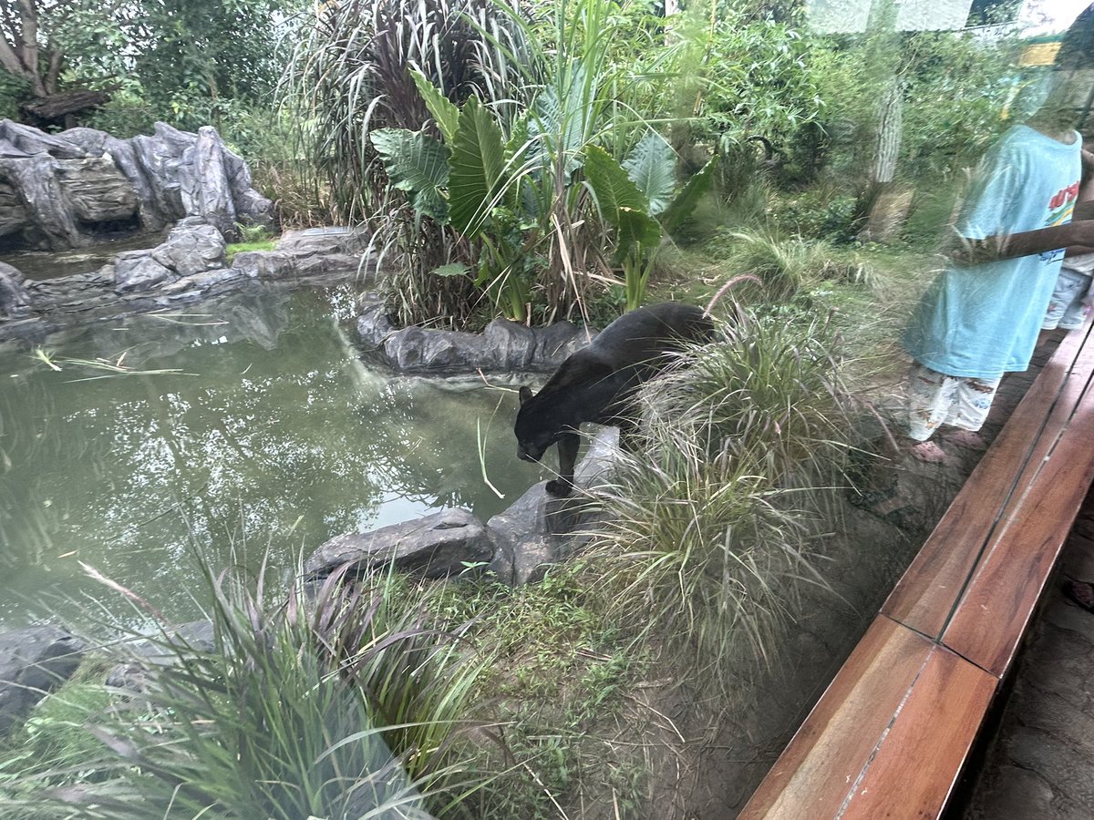 raghbirie_singh's tweet image. Glimpses of the Sardar Patel Zoological Park, inaugurated by PM Narendra Modi  ji in Kevadia, Gujarat.

The Jungle Safari, developed near the Statue of Unity, houses exotic birds and animals &amp;amp; will play a crucial role in making the region a tourist hub. #NationalUnityDay