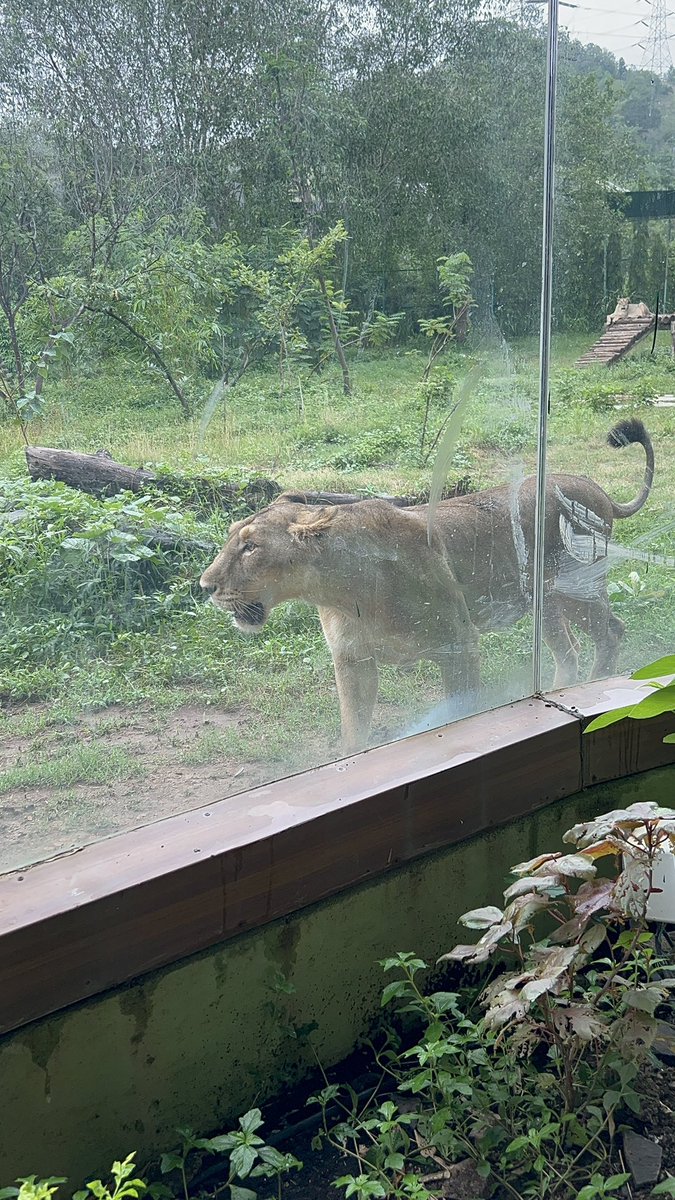 raghbirie_singh's tweet image. Glimpses of the Sardar Patel Zoological Park, inaugurated by PM Narendra Modi  ji in Kevadia, Gujarat.

The Jungle Safari, developed near the Statue of Unity, houses exotic birds and animals &amp;amp; will play a crucial role in making the region a tourist hub. #NationalUnityDay