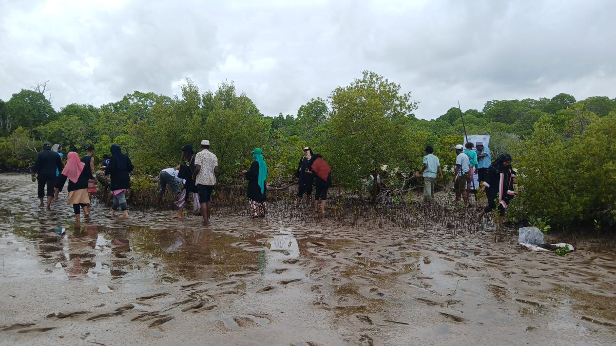 savelamu's tweet image. Through our Mangrove Restoration program, we engaged with communities in a tree planting activity in Kililana area near the Lamu Port marking a significant step in making a positive impact on our environment in collaboration with @pawankafund
#MangroveRestoration @deCOALonize