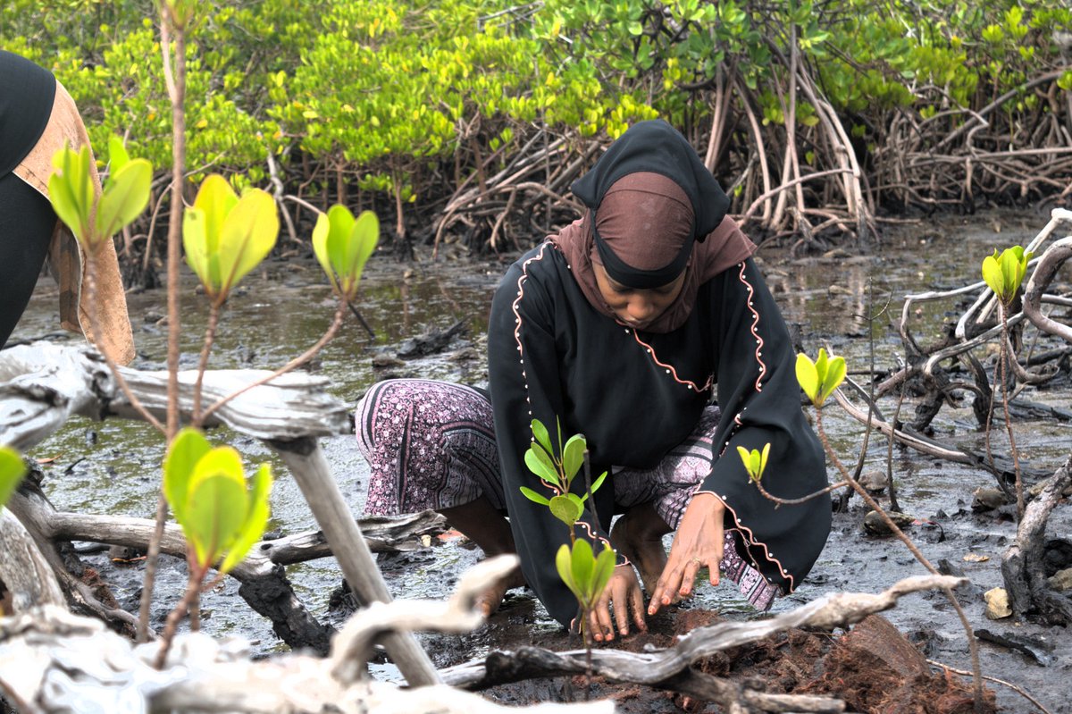 savelamu's tweet image. Through our Mangrove Restoration program, we engaged with communities in a tree planting activity in Kililana area near the Lamu Port marking a significant step in making a positive impact on our environment in collaboration with @pawankafund
#MangroveRestoration @deCOALonize