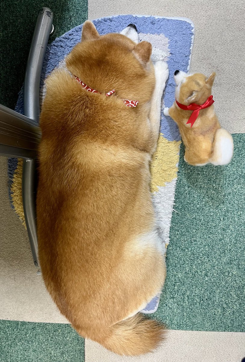 眠くなっちゃったね…
かわいい☺️