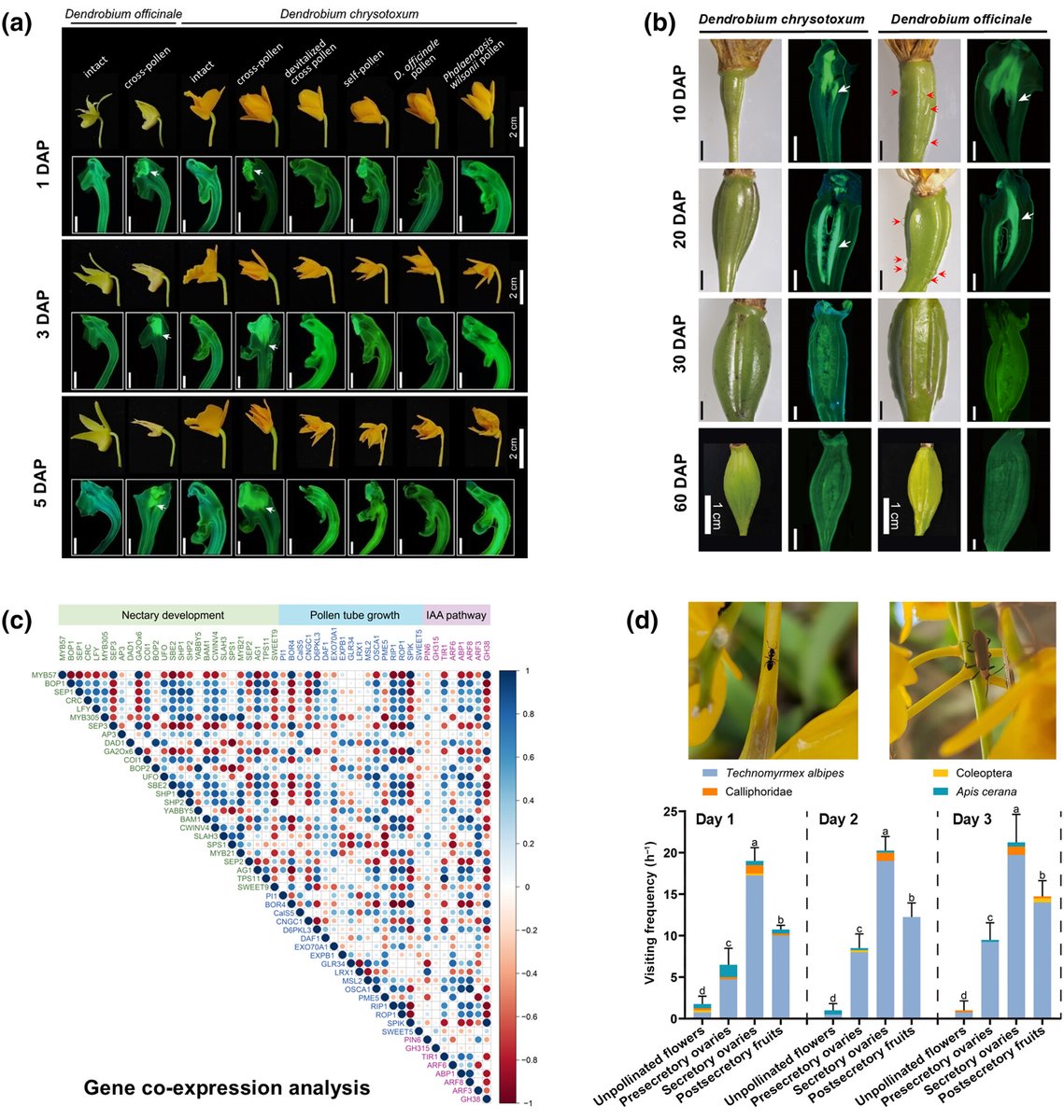 New Phytologist (@newphyt) on Twitter photo The first report on postfloral ovarian nectar in orchid Dendrobium chrysotoxum 
Mou et al.
📖 nph.onlinelibrary.wiley.com/share/5EHZFBDR… The first report on postfloral ovarian nectar in orchid Dendrobium chrysotoxum 
Mou et al.
📖 nph.onlinelibrary.wiley.com/share/5EHZFBDR…