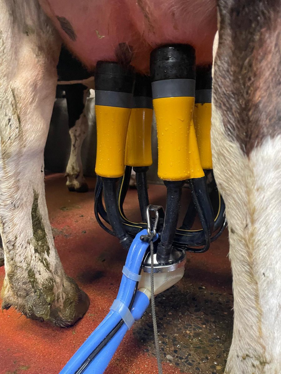 Wir freuen uns über den ersten Melkstand mit unserem Autom. Dipp- und Zwischendesinfiziersystem in der Republik Irland! 🇮🇪🐄

Ein großes Dankeschön an das Team von Collin Barry Dairy Services die den 10x10 Swingover Melkstand mit dem ADF-System nachgerüstet haben. 👏