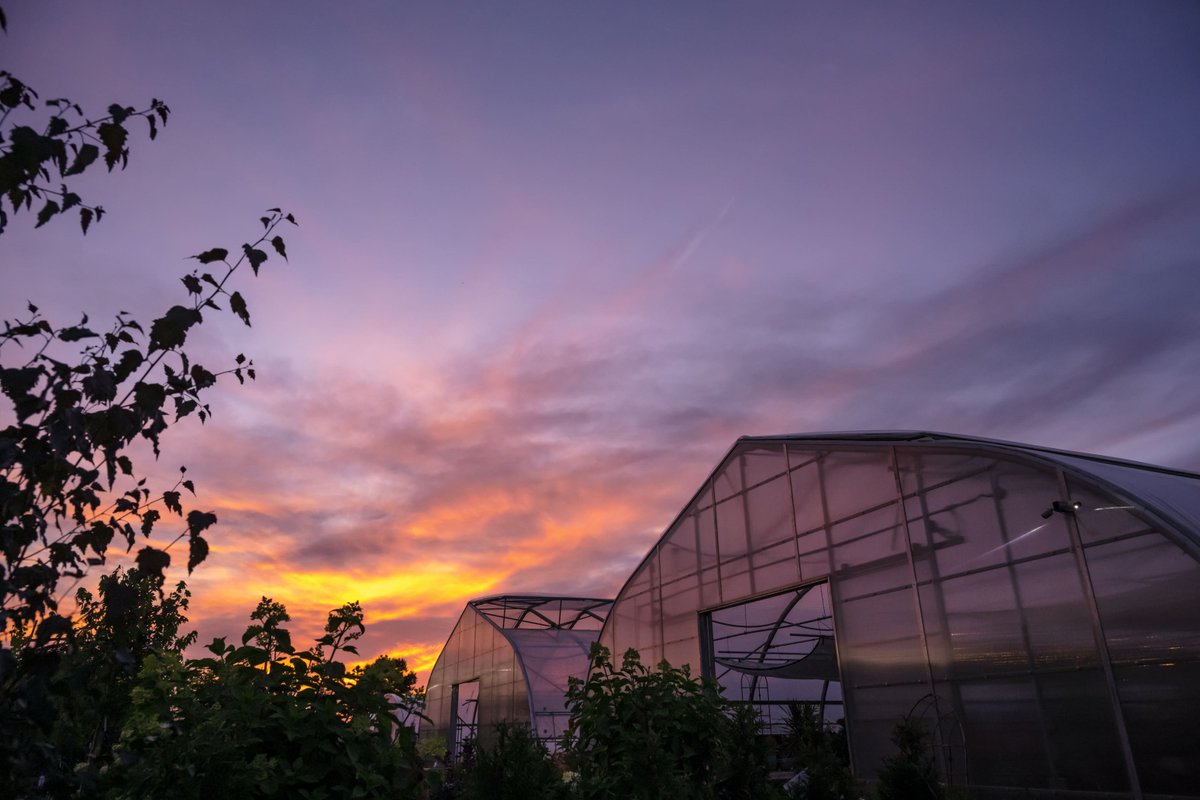 Our AgTech company, Tomtech, are helping growers plan ahead for winter after the longest day has passed.

How?

With their supplementary lighting systems, growers can maintain consistent growth and yields, even when daylight reduces.

Read more: tomtech.co.uk/as-summer-sols…