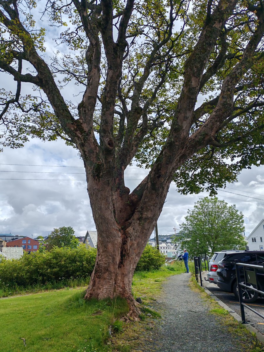 cb1867's tweet photo. Haugesund Norway for #thicktrunktuesday https://t.co/lI5mKAJc4T