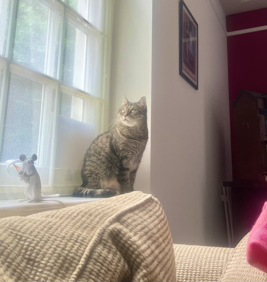 The job I gave Pickle today was to sit in my office &amp; look beautiful while I worked. I think she’s nailed it.