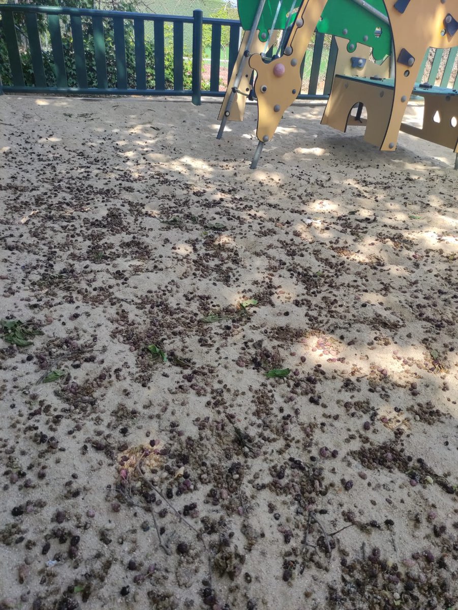 Con riesgo extremo de incendio, y el concejal aún sin activar los medios necesarios.

🌿 Calles con maleza, parcelas sin limpiar, y un silencio institucional que arde de irresponsabilidad.

La prevención no puede seguir en pausa.
#SomosdeTorre #SomosVecinos #Torrelodones