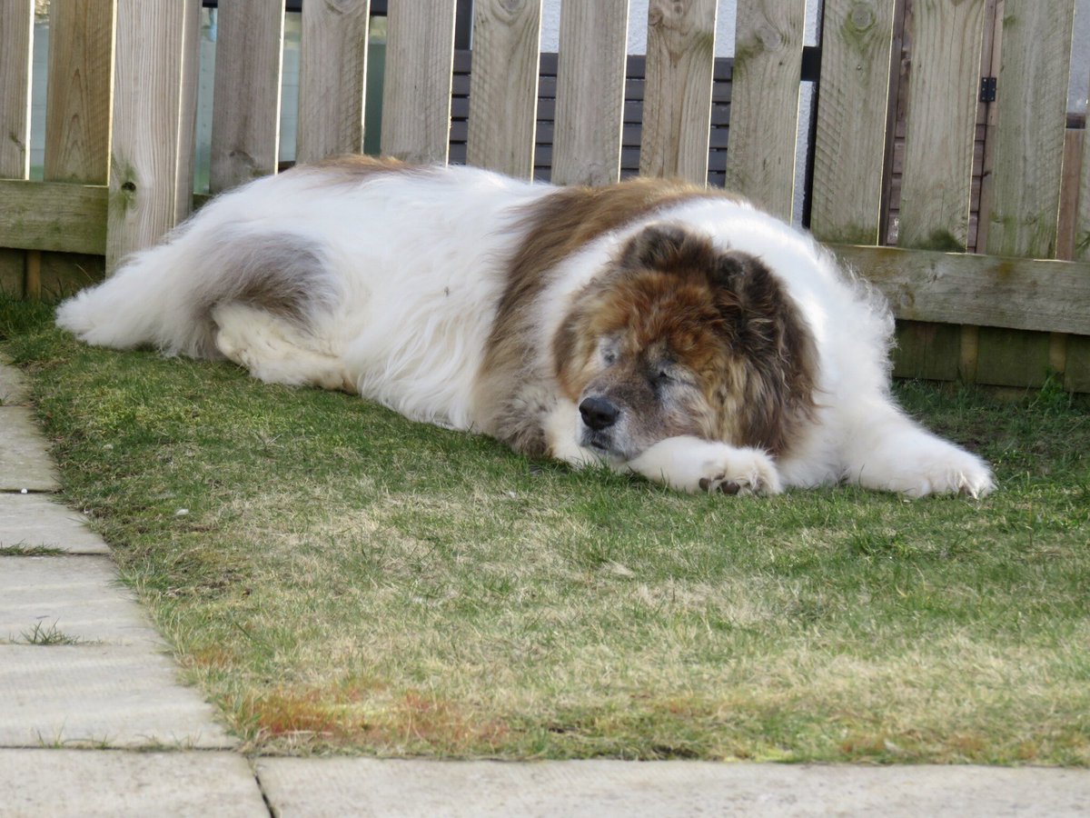 Ma best mate for the last nearly thirteen years passed this morning, may he rest in peace.❤️❤️❤️