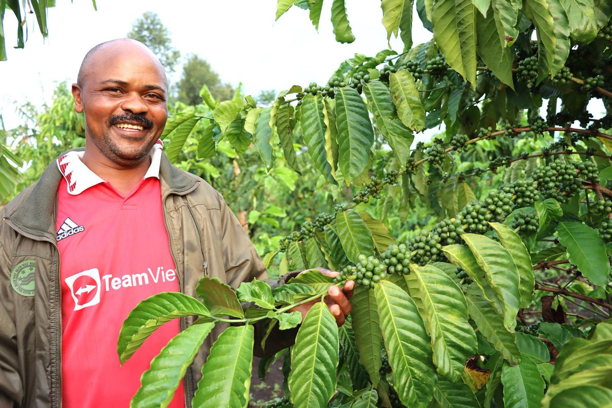 IFDCGlobal's tweet image. Karangura Peak Modern Cooperative in Uganda is transforming lives by connecting over 760 smallholder coffee farmers (43% women, 60% youth) to trusted, high-value international markets. 

Read more: buff.ly/LxKJyc9

#CoffeeValueChain #MarketAccess