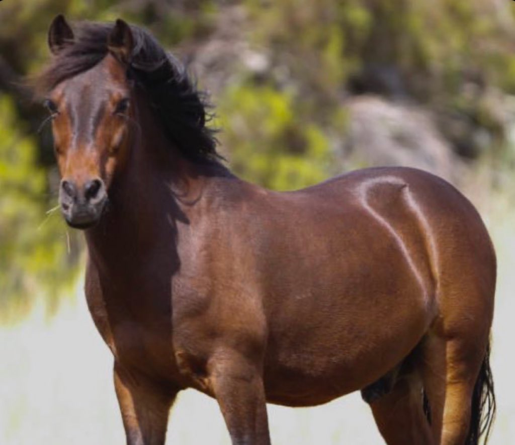 Anjo da Retaliação (@anjodaretaliao2) on Twitter photo Submisso, obediente, acrítico e, acima de tudo, politicamente irrelevante. Eis a raça pura lusitana. 🐴 Submisso, obediente, acrítico e, acima de tudo, politicamente irrelevante. Eis a raça pura lusitana. 🐴
