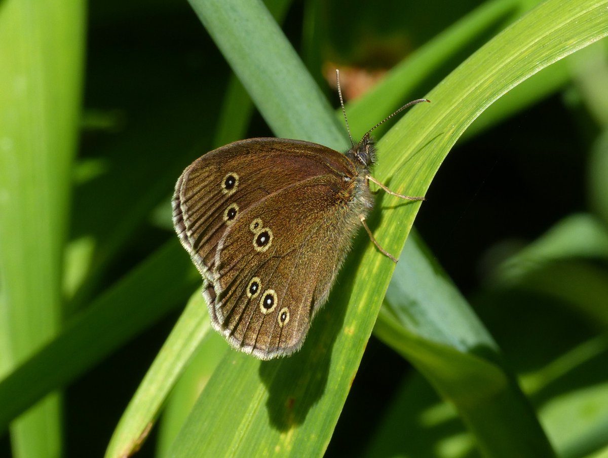 Brian Arnold (@barnold668) on Twitter photo Ringlets in our garden at Harman's Cross yesterday. The angle of the sun gave one of them a blue irredescent look at the edge of the forewing. <a href="/savebutterflies/">Butterfly Conservation 🦋</a> <a href="/GreenDorset/">Green Dorset</a> <a href="/DorsetWildlife/">Dorset Wildlife Trust</a> <a href="/SightingDOR/">Dorset Wildlife Spot</a> <a href="/BC_Dorset/">BC Dorset 🦋</a> Ringlets in our garden at Harman's Cross yesterday. The angle of the sun gave one of them a blue irredescent look at the edge of the forewing. <a href="/savebutterflies/">Butterfly Conservation 🦋</a> <a href="/GreenDorset/">Green Dorset</a> <a href="/DorsetWildlife/">Dorset Wildlife Trust</a> <a href="/SightingDOR/">Dorset Wildlife Spot</a> <a href="/BC_Dorset/">BC Dorset 🦋</a>
