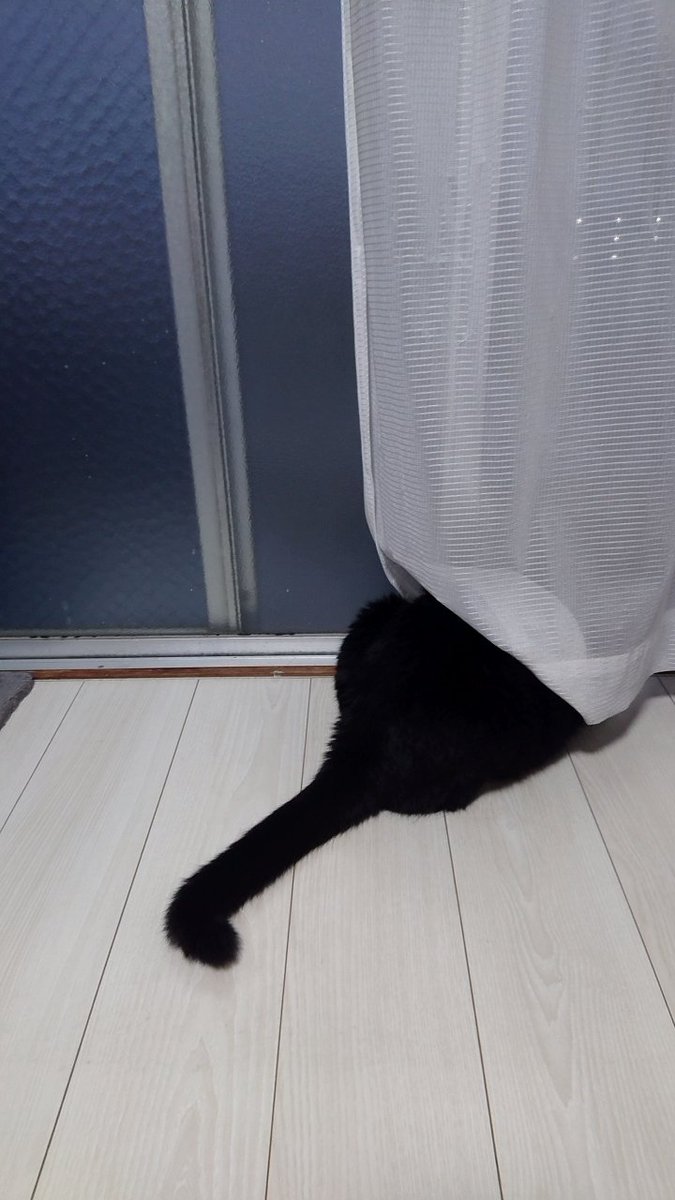 konbu0330's tweet image. また雨降りだしたねぇ