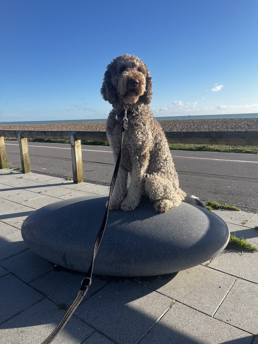 I’m looking for a UK based local SEO freelancer to cover agency resources for 5+days through August with SME client 
(Picture of <a href="/MulberryDeFloof/">Mulberry the Newfypoo</a> for attn)

#localSEO #freelance #hiring