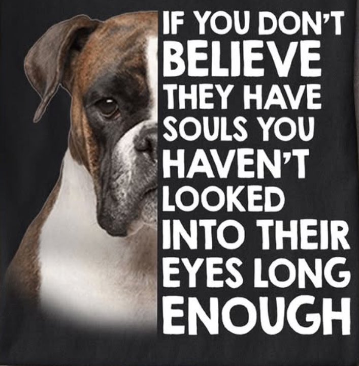 boxer_sacha's tweet image. #BoxerDog