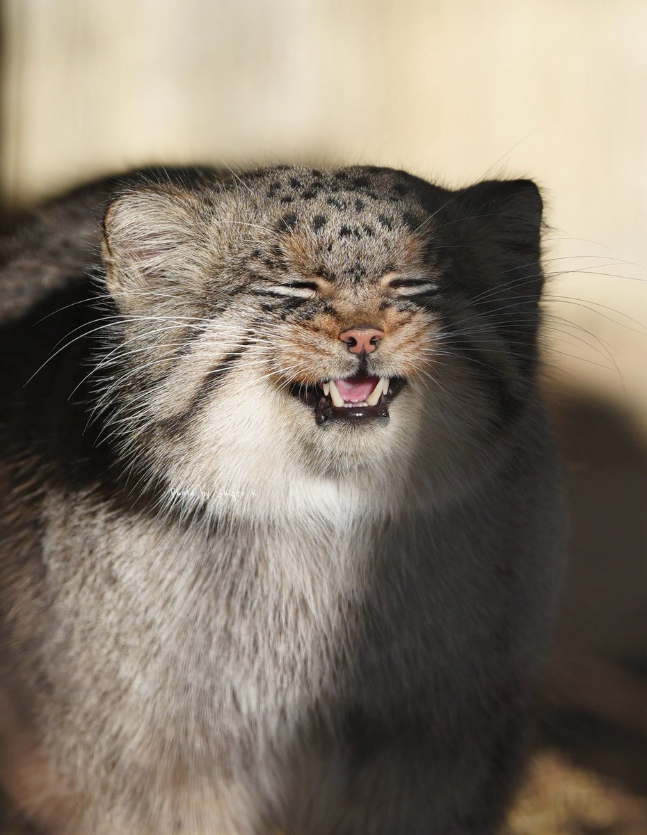 Shigeo_K3's tweet photo. パパになりました。ﾆｬﾆｬ

おめでとう、エル

#マヌルネコ 
#higashiyamapark 
#pallascat
#manul
#Otocolobusmanul
#манул https://t.co/eHh416nxfS