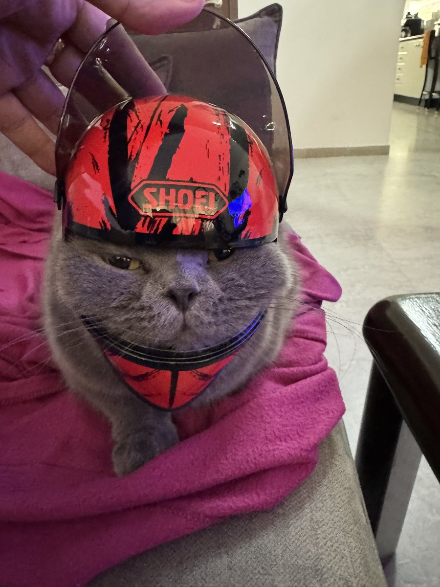Кот пока недоволен, но думать это дело времени 😂😂😂