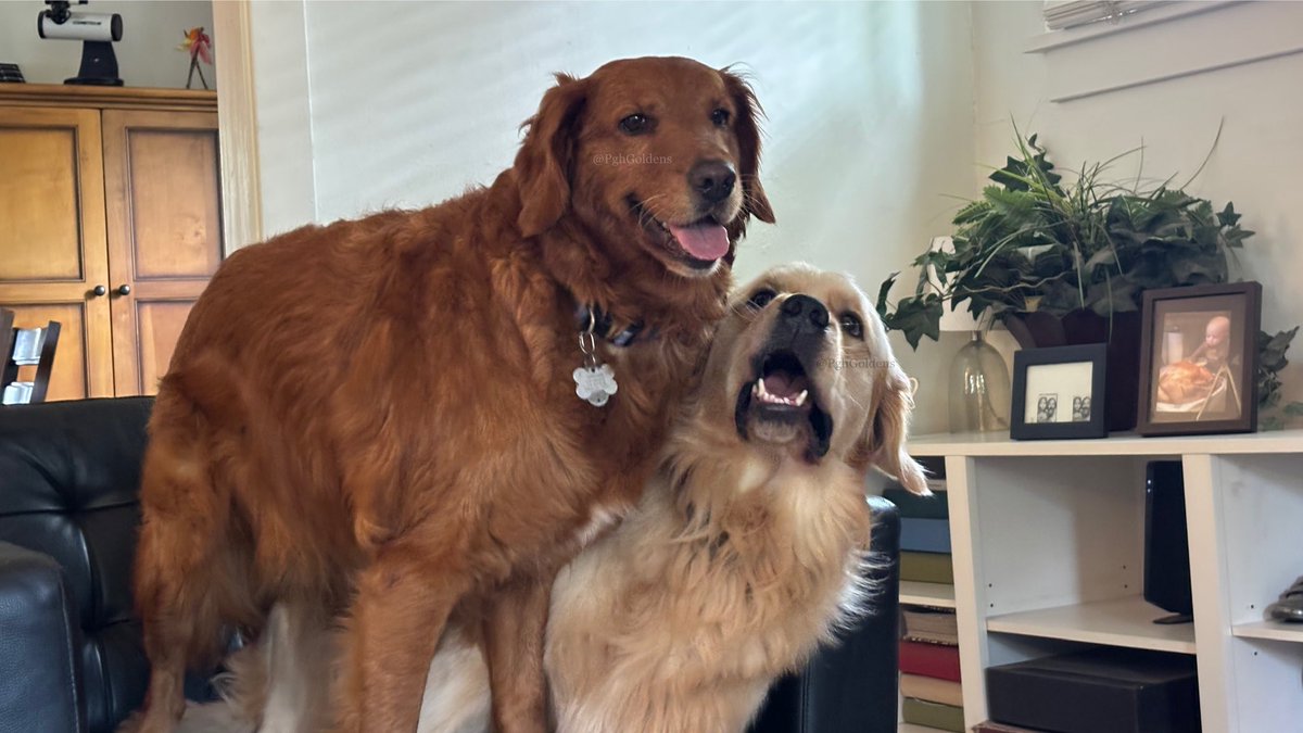 PghGoldens's tweet photo. It’s like a hundred and eleventy bajillion degrees outside so we’re staying inside with the ice air and playing #BiteyFace until the femailman comes by. #TongueOutTuesday #GRC  

#DogsOfTwitter #DogsOfBlueSky #DogsOfInstagram #DogsOfThreads #GoldenRetrievers #PghGoldens https://t.co/VDOjLT6fEV