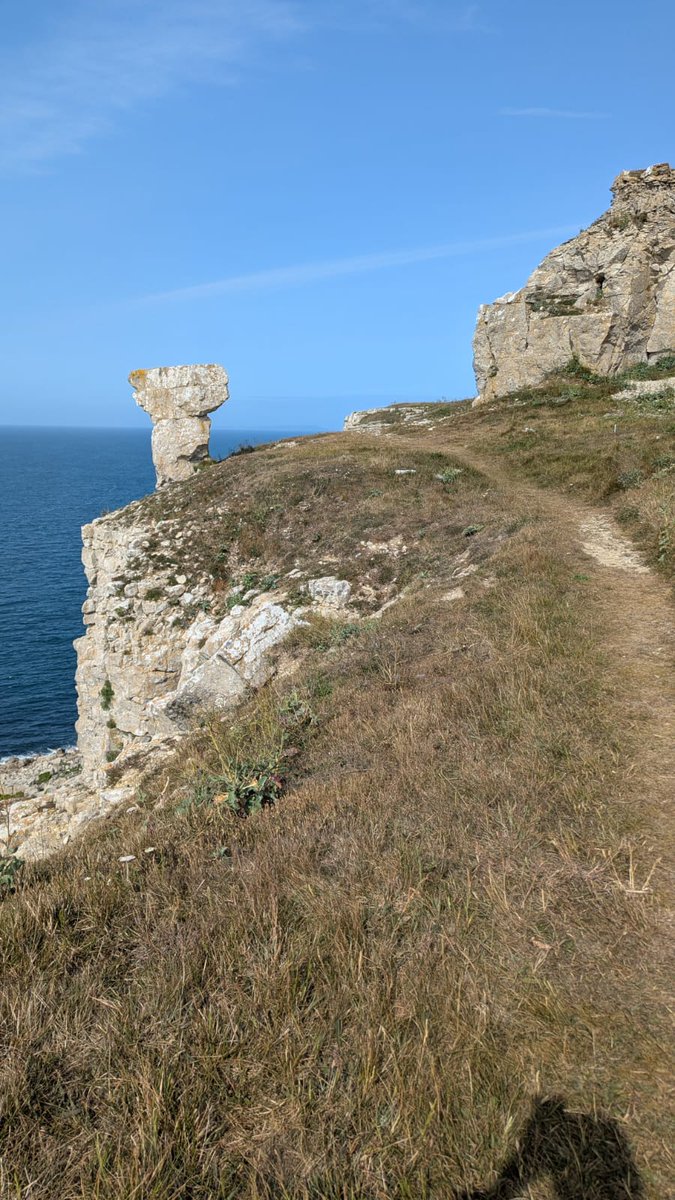 Floral abundance far lower this year at a number of sites I work at. This being a good example - St Aldhelm's Head near Swanage. Same date 2024 full of flowers;  versus 2025, looking droughted with very little flowering!