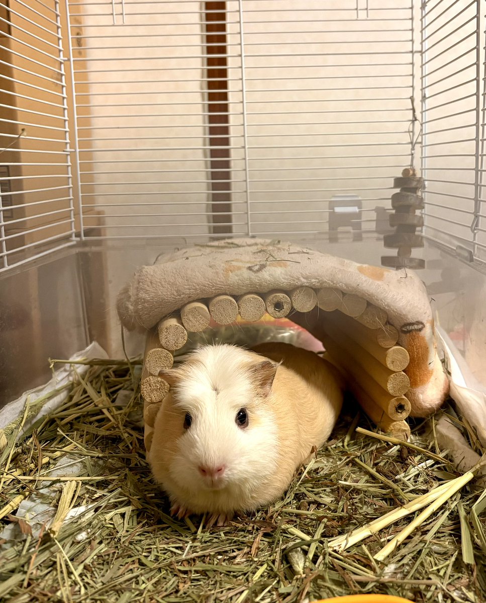 Balis3103N's tweet photo. 久々🧡リンちゃんNOWです🐹💕
今、お膝の上で🥒に舌鼓を打ってます🥰
#リンちゃん #モルモット #クレステッド 
#可愛い  #おやつタイム #胡瓜好き https://t.co/Ml7tKOLV2y