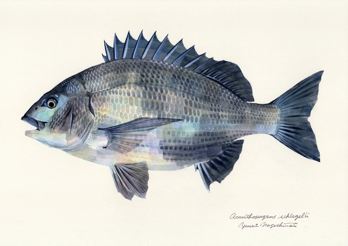 kuroNYU's tweet photo. ブログ更新しました。
なぜ魚を描くのかと訊かれて「魚が好きだから」以上のことを長らく言えなかっ���のですが、最近になって言葉にできるようになってきました。自身の好き（あるいは嫌い）の周辺を掴み取るのは実は難しいことだと思います。

「魚が好きだから」の先を辿る
https://t.co/FlBV1J6yHe https://t.co/4jhJGKizKx