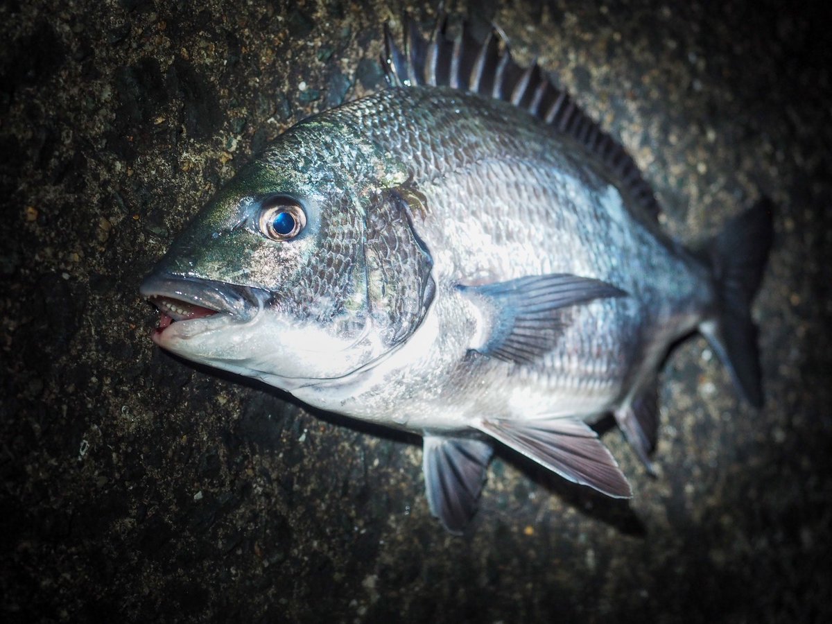 ブログ更新しました。
なぜ魚を描くのかと訊かれて「魚が好きだから」以上のことを長らく言えなかったのですが、最近になって言葉にできるようになってきました。自身の好き（あるいは嫌い）の周辺を掴み取るのは実は難しいことだと思います。

「魚が好きだから」の先を辿る
blog.uonofu.com/250624/