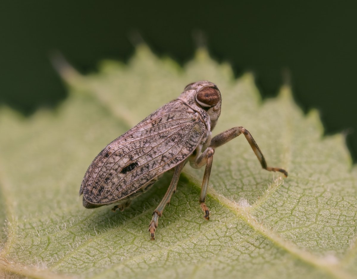 bernd_flicker's tweet photo. Echte Käferzikade (Issus coleoptratus)
Die Echte #Käferzikade ist eine flugunfähige #Zikade mit variabler Färbung. Sie springt mithilfe ihrer kräftigen Hinterbeine und nutzt dabei ein einzigartiges „Zahnrad“-Gelenk zur Synchronisation der Beine. https://t.co/YtzRNYRb0W