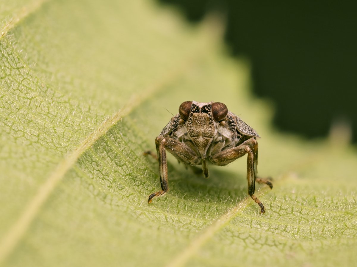 bernd_flicker's tweet photo. Echte Käferzikade (Issus coleoptratus)
Die Echte #Käferzikade ist eine flugunfähige #Zikade mit variabler Färbung. Sie springt mithilfe ihrer kräftigen Hinterbeine und nutzt dabei ein einzigartiges „Zahnrad“-Gelenk zur Synchronisation der Beine. https://t.co/YtzRNYRb0W