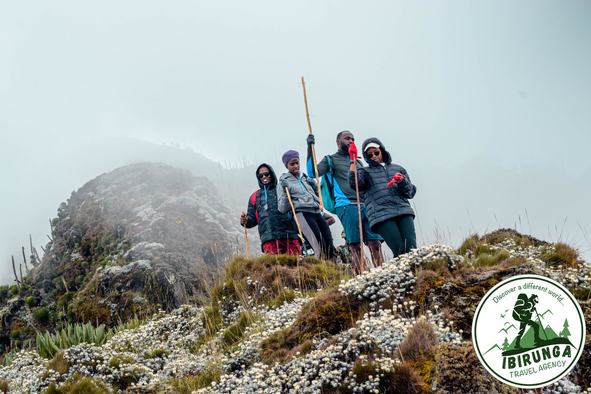 IbirungaTravelA's tweet photo. Conquer Muhabura volcano! ⛰️ Explore breathtaking trails and find your epic adventure. Book your hike today! 
☎️ +250791234288
#Muhabura #VolcanoHiking #AdventureAwaits #trail #hiking  #mountain https://t.co/XtoFe82gl7
