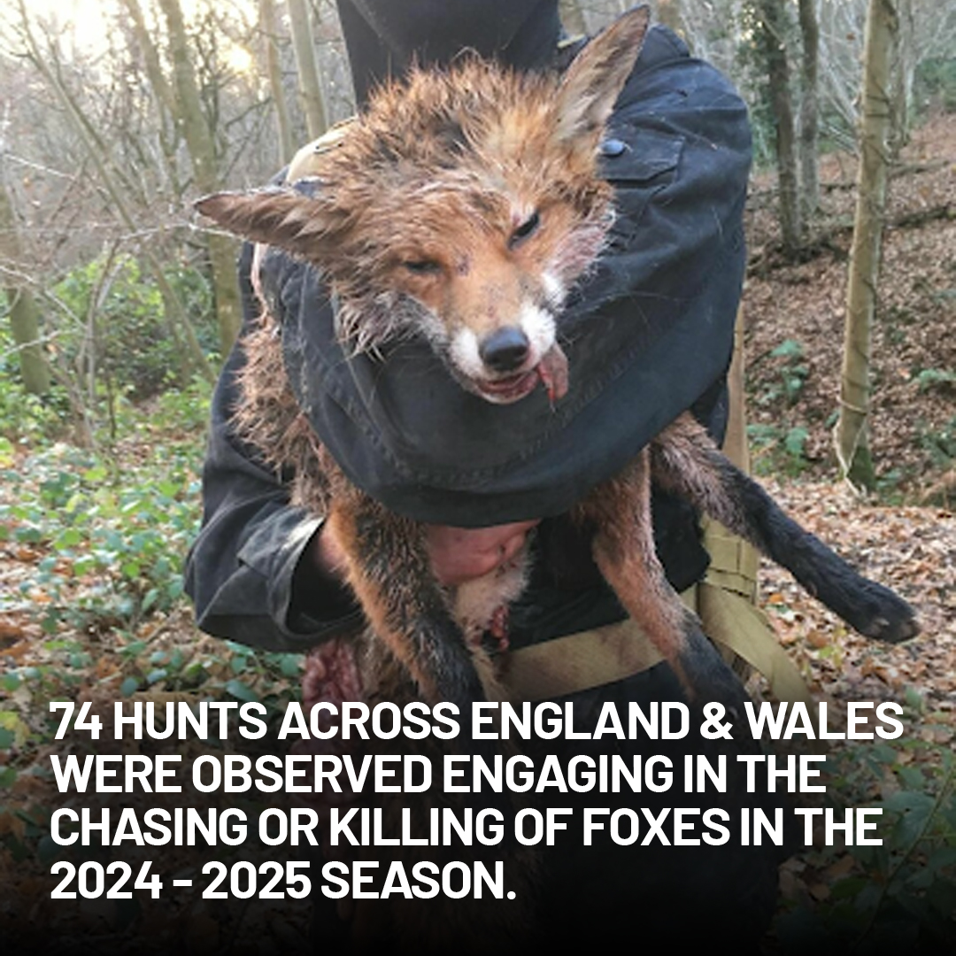 Protect the Wild tweet media