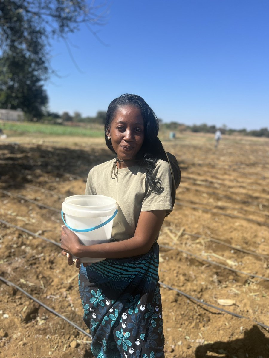 TheYoungFarmer's tweet image. Planting in Maize in progress .Hands on 🌽🇿🇲