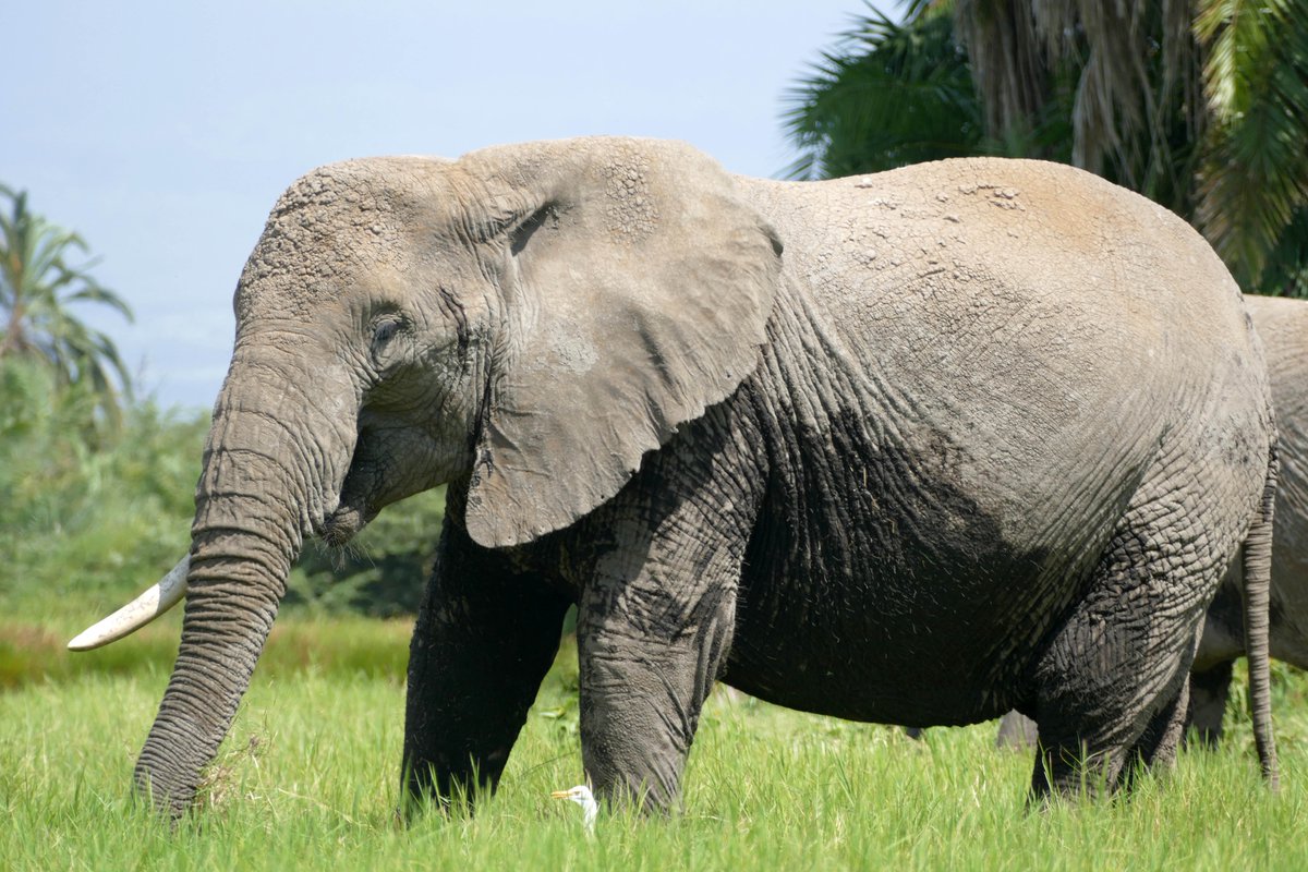 Elfrida, born in 1970, is one of Amboseli’s oldest elephants and matriarch of the EA family. Her mother gave birth to rare twins—both survived to adulthood.

Decades of research help us track stories like hers and guide science-led elephant conservation.