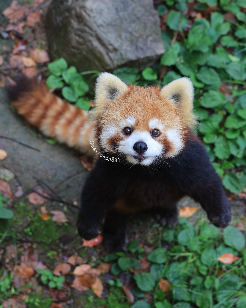 ハミィ (@hamichan831) / Posts / X