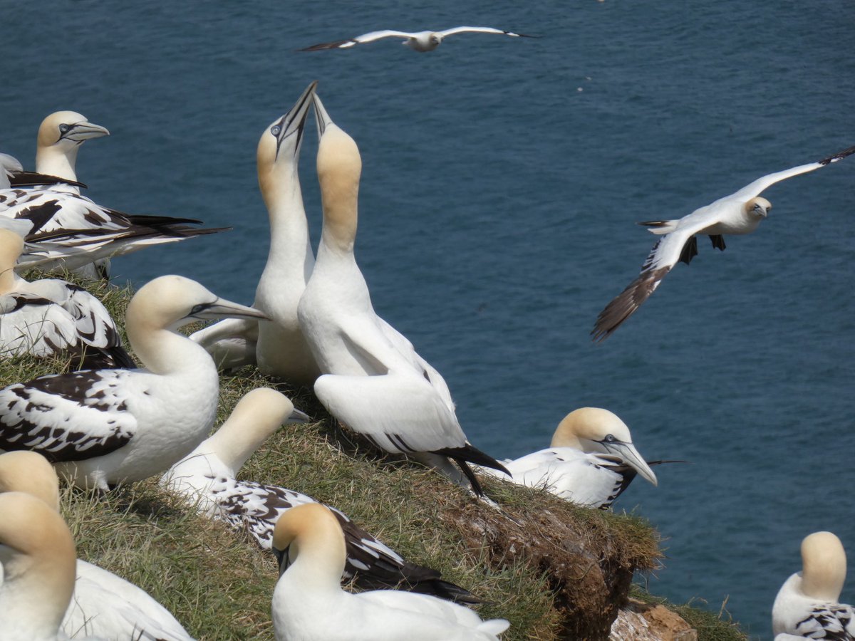 Gannets at Bempton Cliffs. ❤️ #rspb #birds #gannets