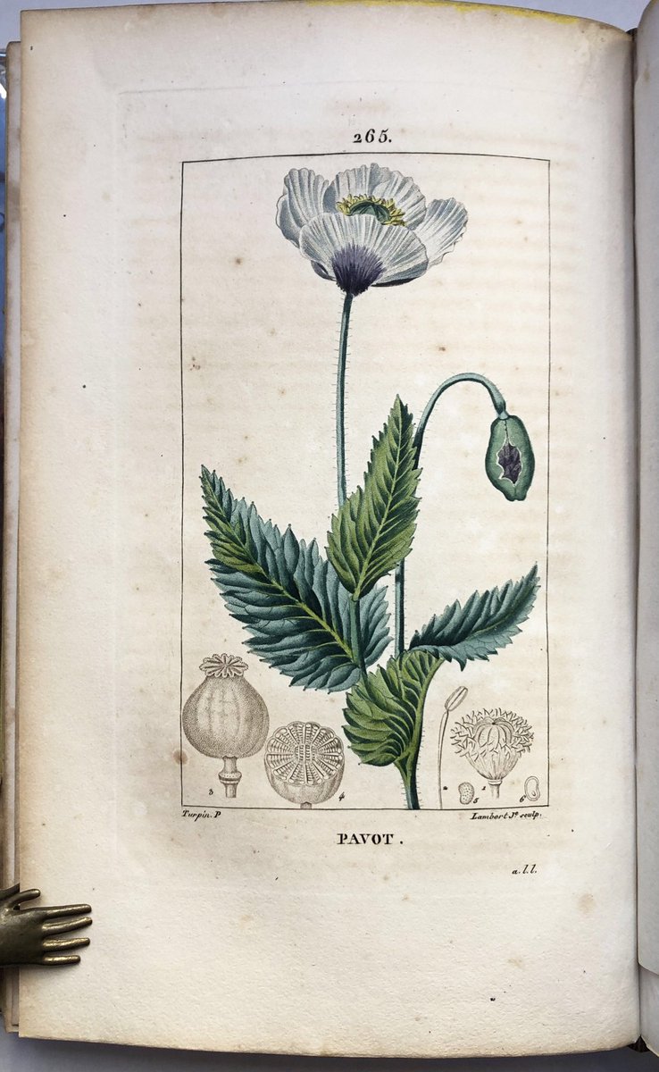 Ernestine Panckoucke (1784-1860).
Autora de varias láminas de la obra "Flore médicale" (1814).