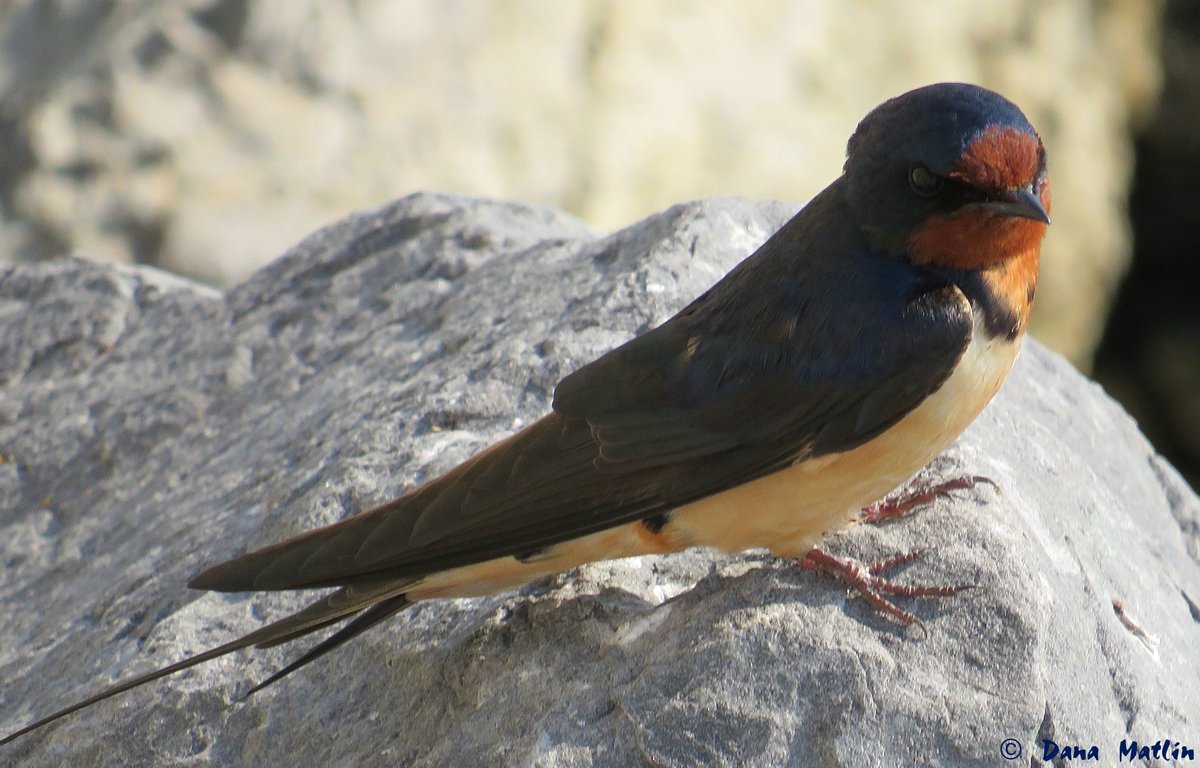 A Barn Swallow looks out over the East River near Gracie Mansion. #birdcpp
