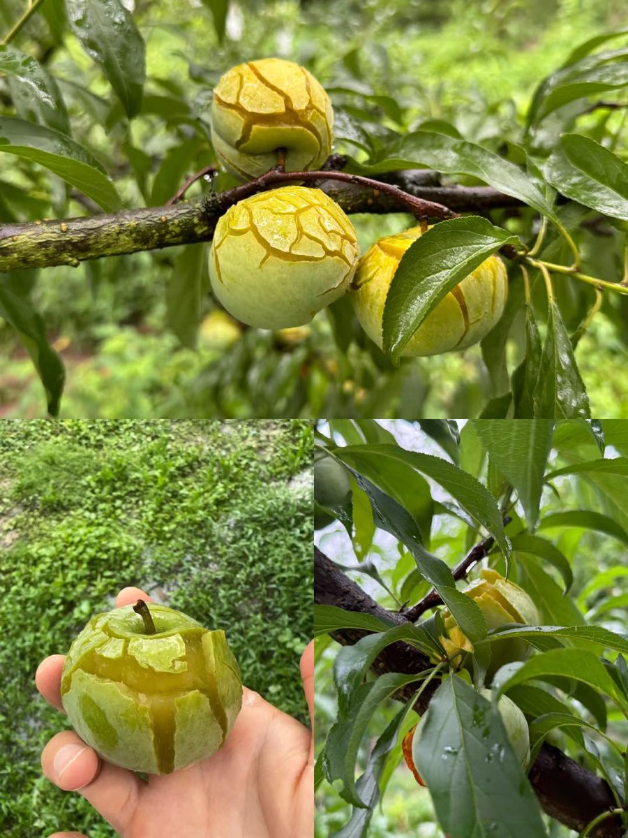 蜂蜜李裂口了🤔