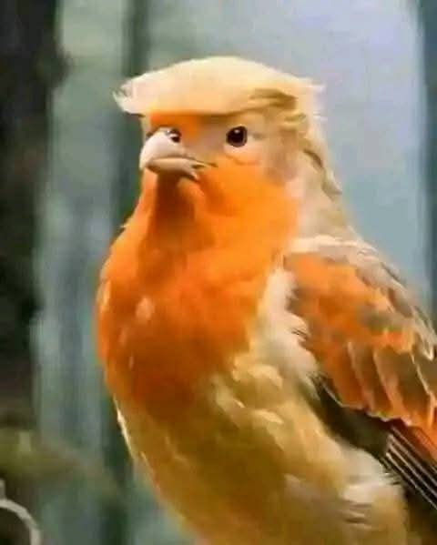 امن کا چڑا 😜🤣
