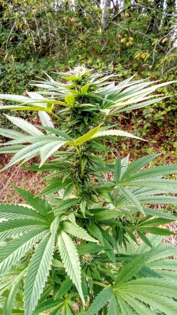 SuzySeeds's tweet photo. Shorter days = cannabis flowering season’s near!  At ~12hrs of sun, buds go big. Get the full scoop in our blog: https://t.co/PTDlZnMhmA Top flowering tip? Drop it 👇 #Growingcannabis #SuzySeeds #floweringstage #feminizedseeds #premiumgenetics https://t.co/CJ7afDgTgo