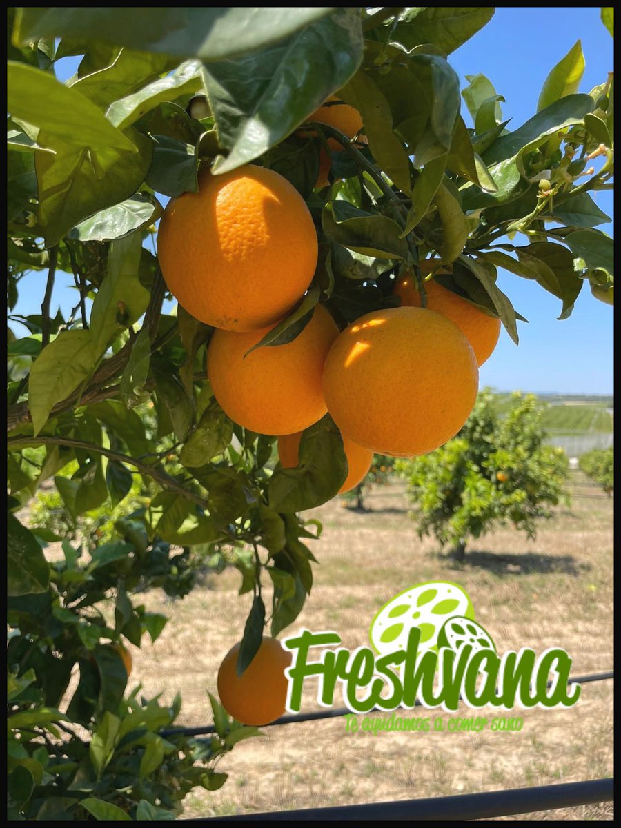 Freshvana_es's tweet photo. 🍊¡Las reinas del zumo han llegado!🍊
Desde Murcia con amor (y mucho sol) llegan nuestras naranjas eco, dulces, recién recolectadas.
¿Y sabes qué?
Tenemos las mejores naranjas de la región…

Directas del árbol a tu casa.
👉 Solo en https://t.co/bMgUfiaHqx
#TeAyudamosAComerSano https://t.co/8fwZ165u2C