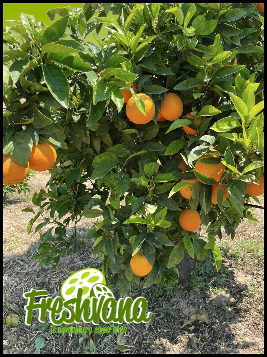 Freshvana_es's tweet photo. 🍊¡Las reinas del zumo han llegado!🍊
Desde Murcia con amor (y mucho sol) llegan nuestras naranjas eco, dulces, recién recolectadas.
¿Y sabes qué?
Tenemos las mejores naranjas de la región…

Directas del árbol a tu casa.
👉 Solo en https://t.co/bMgUfiaHqx
#TeAyudamosAComerSano https://t.co/8fwZ165u2C
