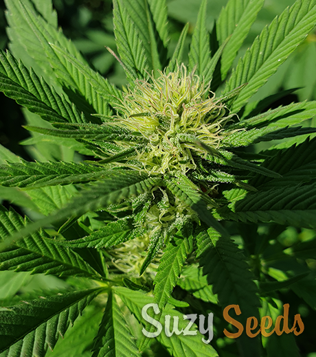 SuzySeeds's tweet photo. Shorter days = cannabis flowering season’s near!  At ~12hrs of sun, buds go big. Get the full scoop in our blog: https://t.co/PTDlZnMhmA Top flowering tip? Drop it 👇 #Growingcannabis #SuzySeeds #floweringstage #feminizedseeds #premiumgenetics https://t.co/CJ7afDgTgo